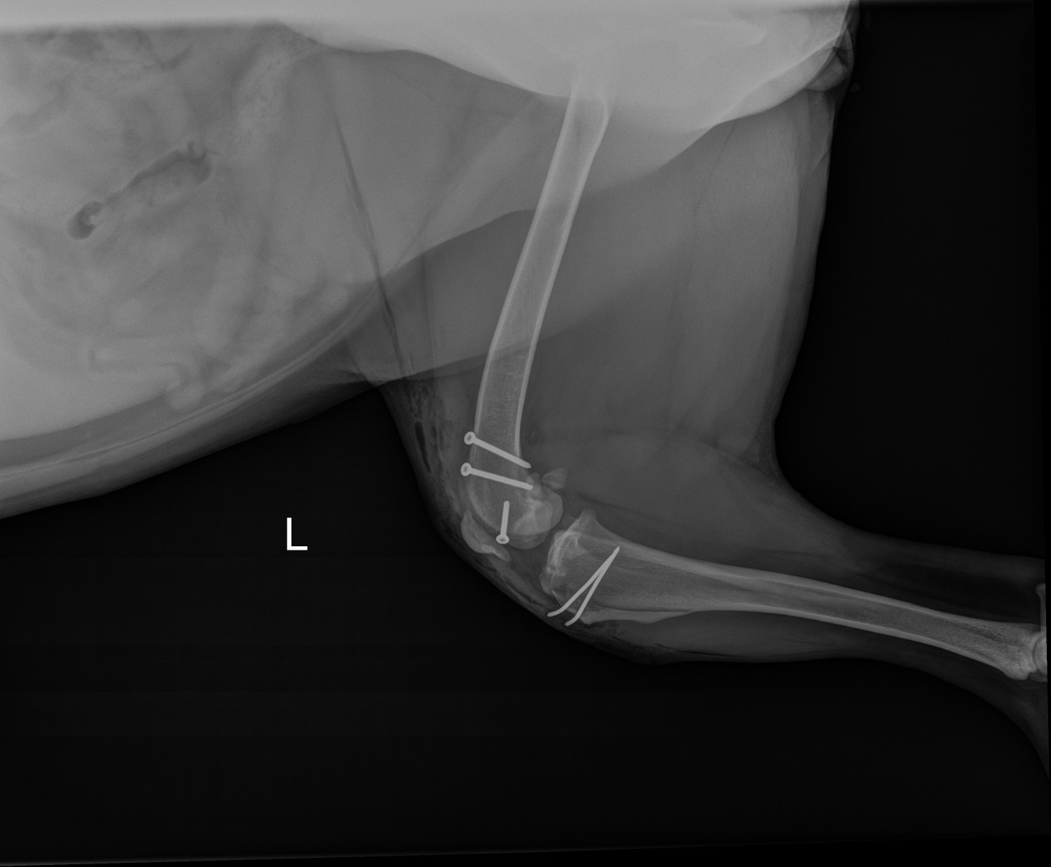 Radiograph of post L MPL surgery with 2.5 RidgeStop, tibial tubercle transposition, and medial desmotomy (Surgery and image by Cinco Animal Hospital).