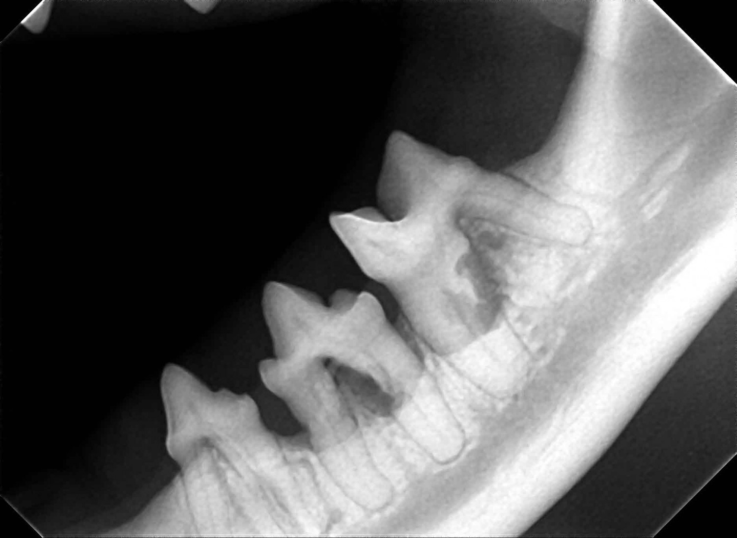  Feline internal resorption of the 3rd and 4th mandibular pre-molar and molar tooth