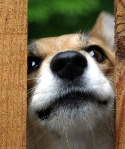dog peeking thru fence
