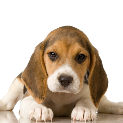 basset hound puppy