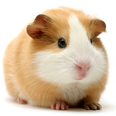 Guinea pig